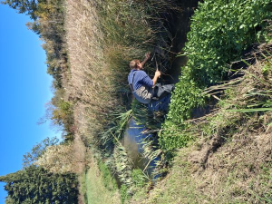 Recherche Campagnol amphibie Auban GALVIN